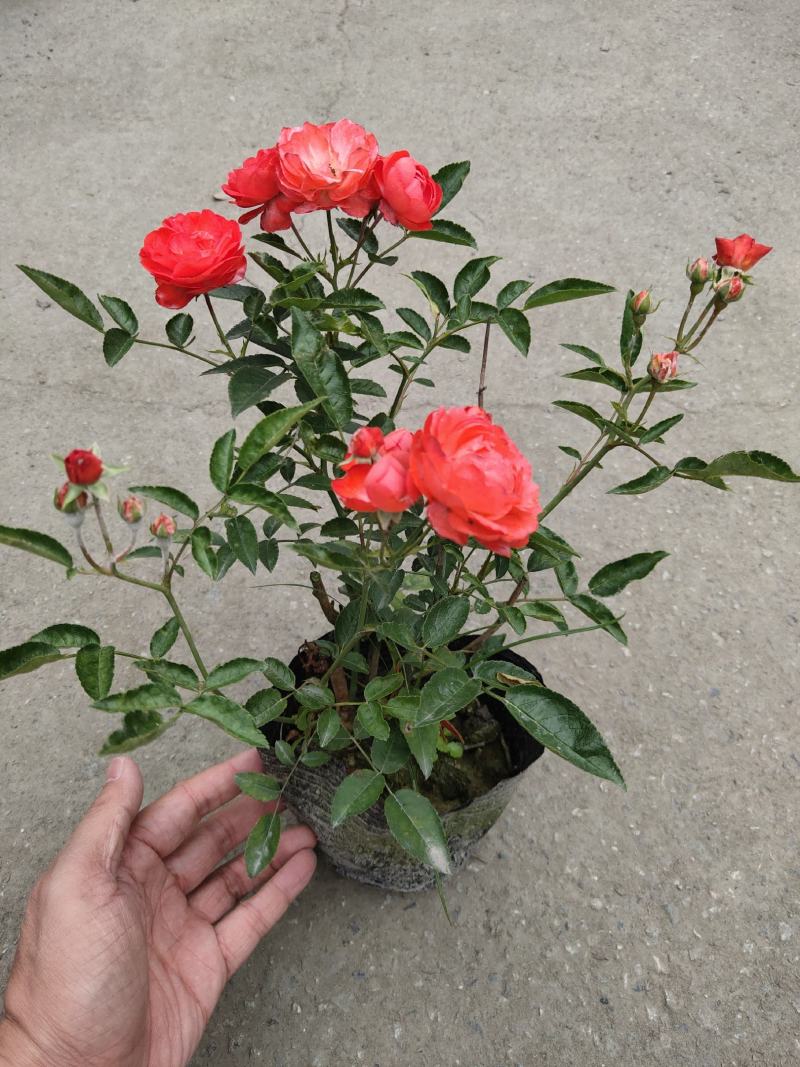 月季花，丰花月季，聚花月季，四川月季价格，成都月季批发