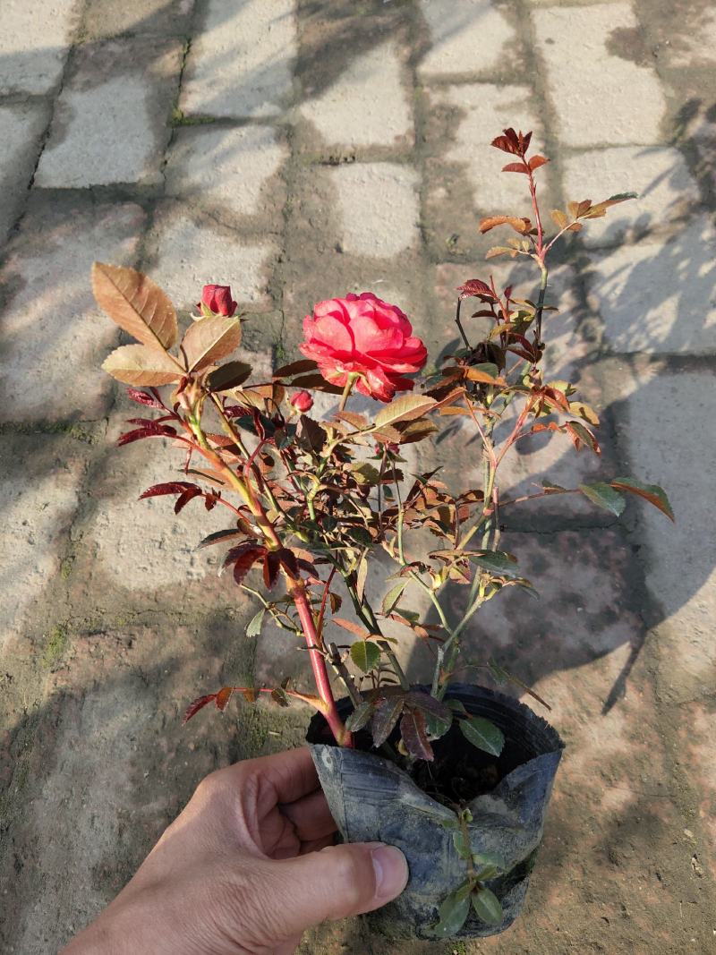 月季花，丰花月季，聚花月季，四川月季价格，成都月季批发