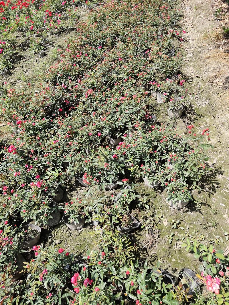 月季花，丰花月季，聚花月季，四川月季价格，成都月季批发
