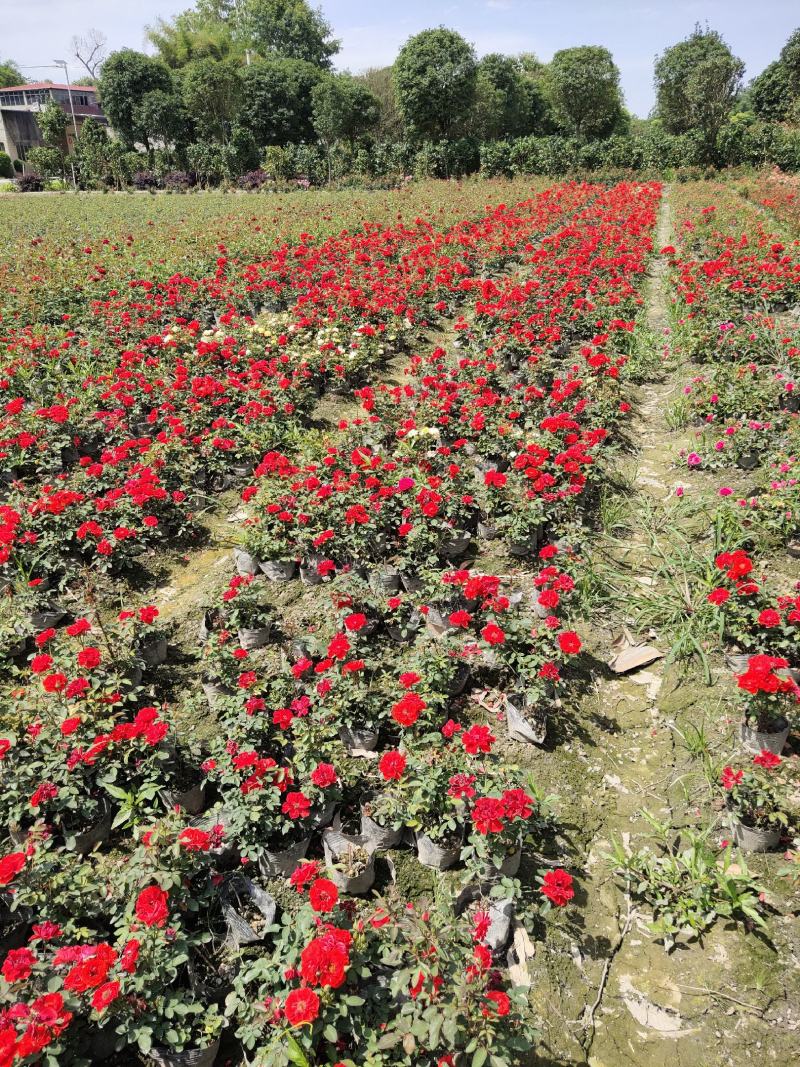 月季花，丰花月季，聚花月季，四川月季价格，成都月季批发