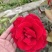月季花，丰花月季，聚花月季，四川月季价格，成都月季批发