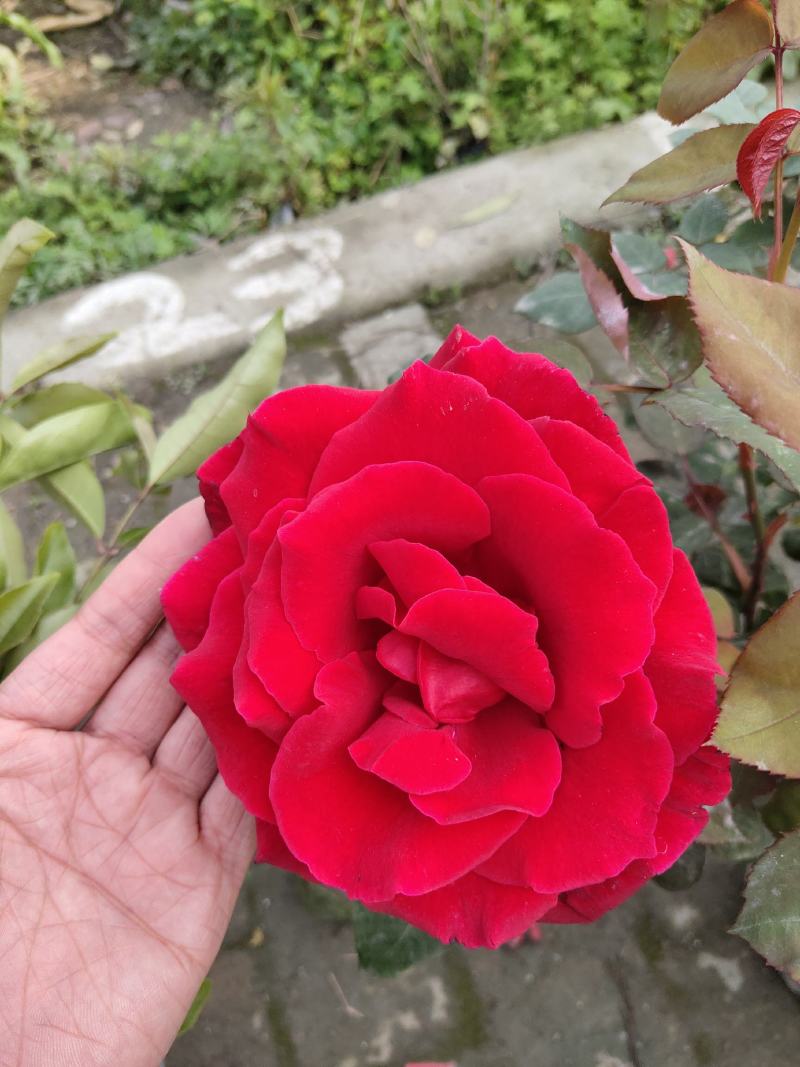 月季花，丰花月季，聚花月季，四川月季价格，成都月季批发