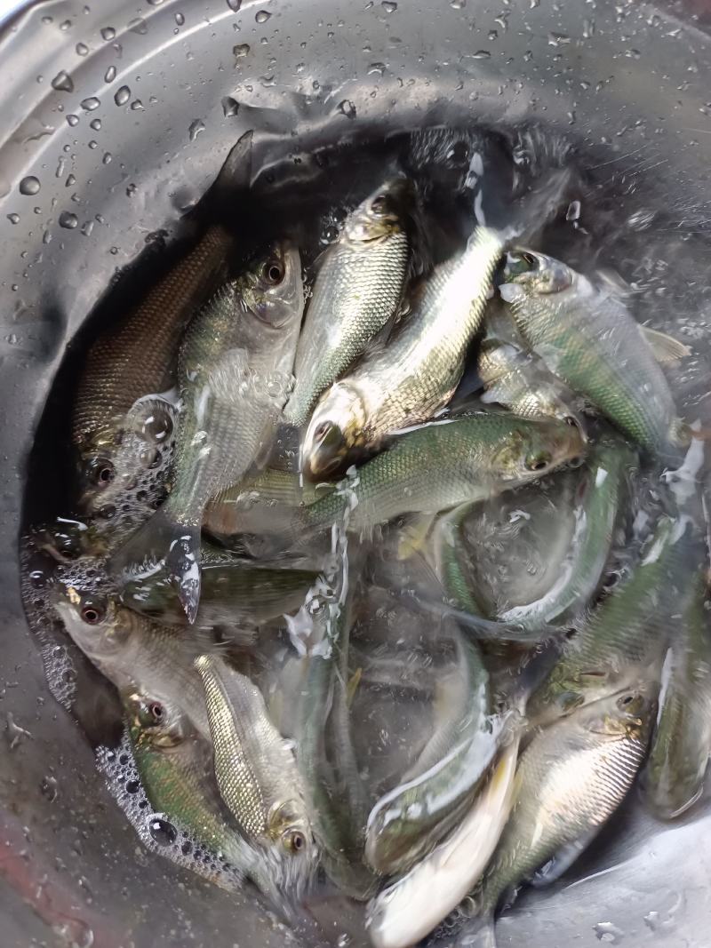 巴西鲷鱼苗，易养快大，抗病力强，产量高，场地直销，一手货