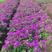 云南紫三角梅四季勤花庭院景观绿化各种规格齐全可视频看货