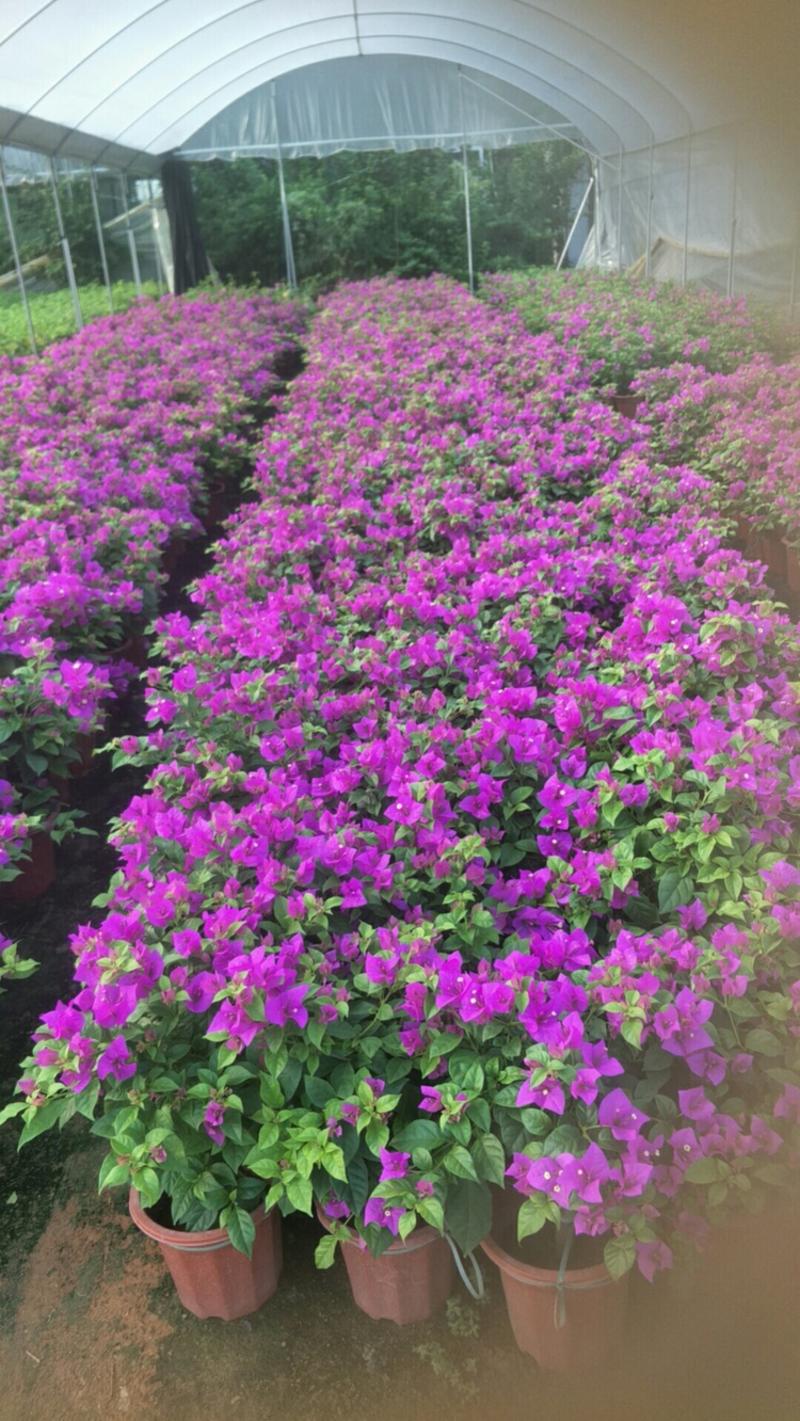 云南紫三角梅四季勤花庭院景观绿化各种规格齐全可视频看货