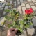 月季花，丰花月季，聚花月季，四川月季价格，成都月季批发