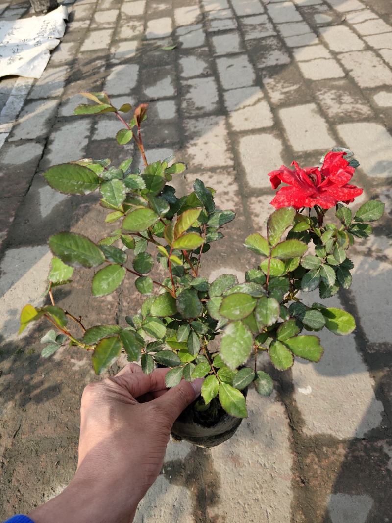 月季花，丰花月季，聚花月季，四川月季价格，成都月季批发