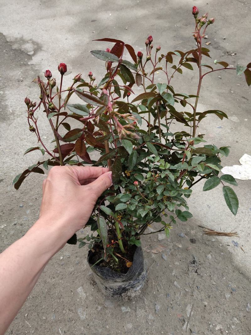 月季花，丰花月季，聚花月季，四川月季价格，成都月季批发