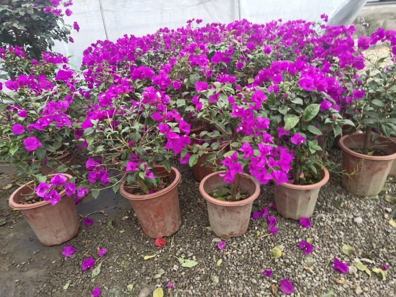 三角梅，光叶子花，小叶九重葛，成都三角梅价格，三角梅批发