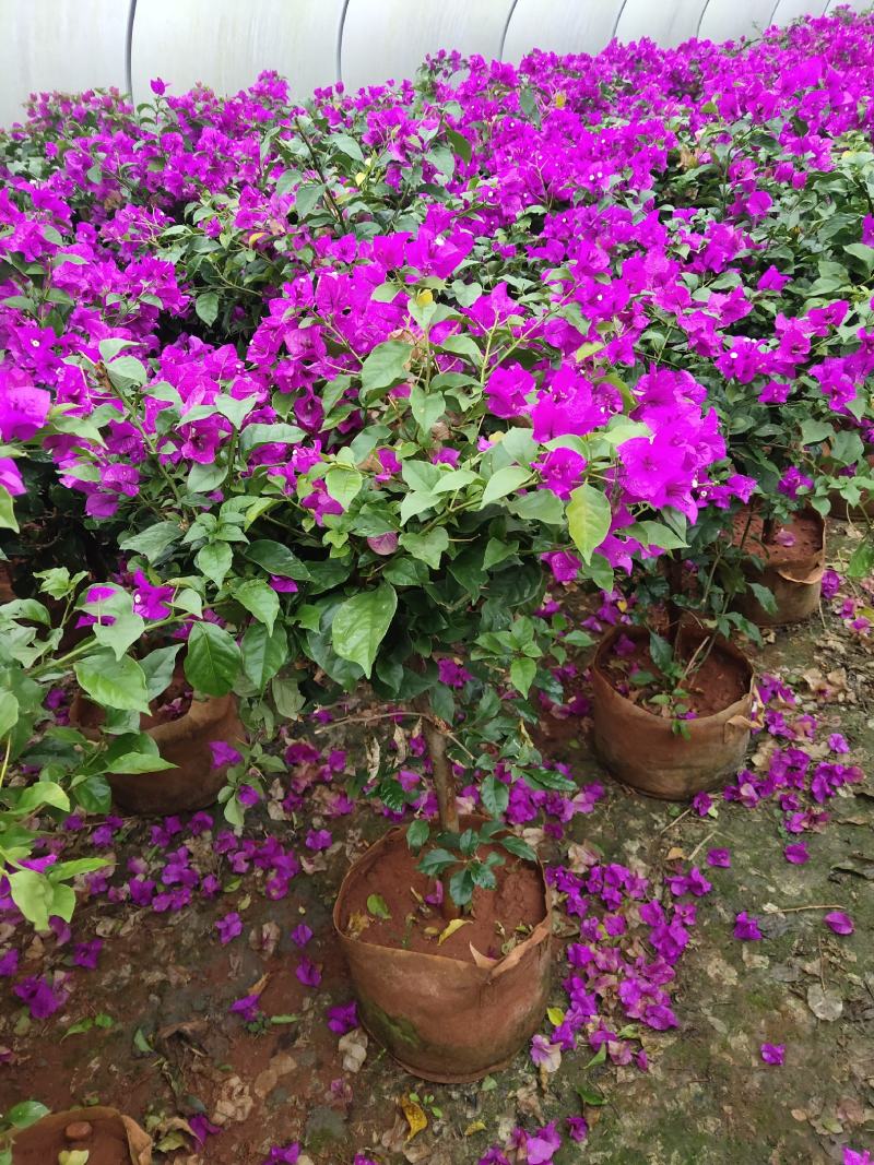 三角梅，光叶子花，小叶九重葛，成都三角梅价格，三角梅批发