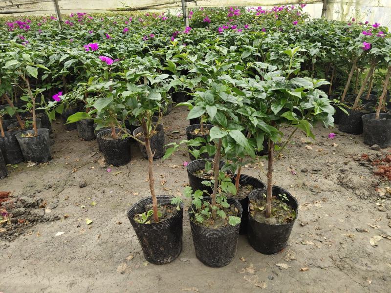 三角梅，光叶子花，小叶九重葛，成都三角梅价格，三角梅批发