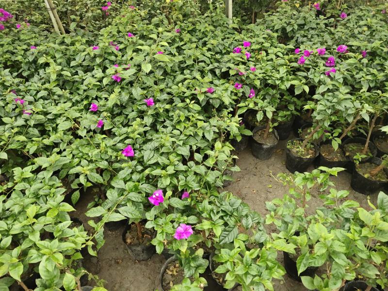 三角梅，光叶子花，小叶九重葛，成都三角梅价格，三角梅批发