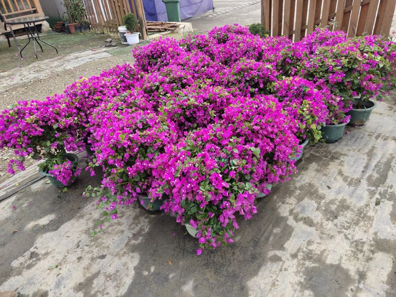 三角梅，光叶子花，小叶九重葛，成都三角梅价格，三角梅批发