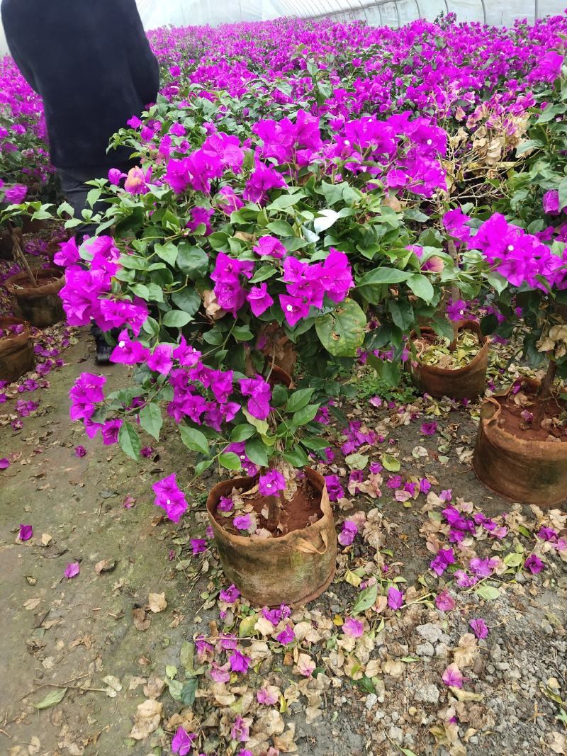 三角梅，光叶子花，小叶九重葛，成都三角梅价格，三角梅批发