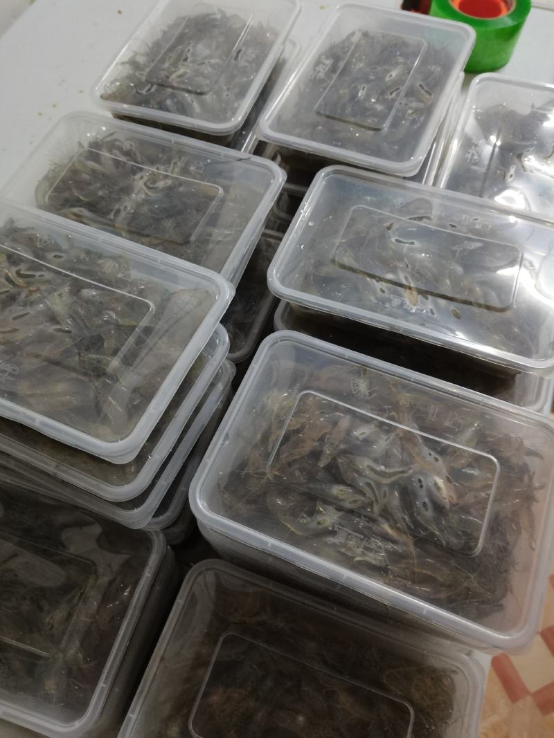 小河虾，小土虾，青虾，活冻品质，自然生态补捞，产地，广东