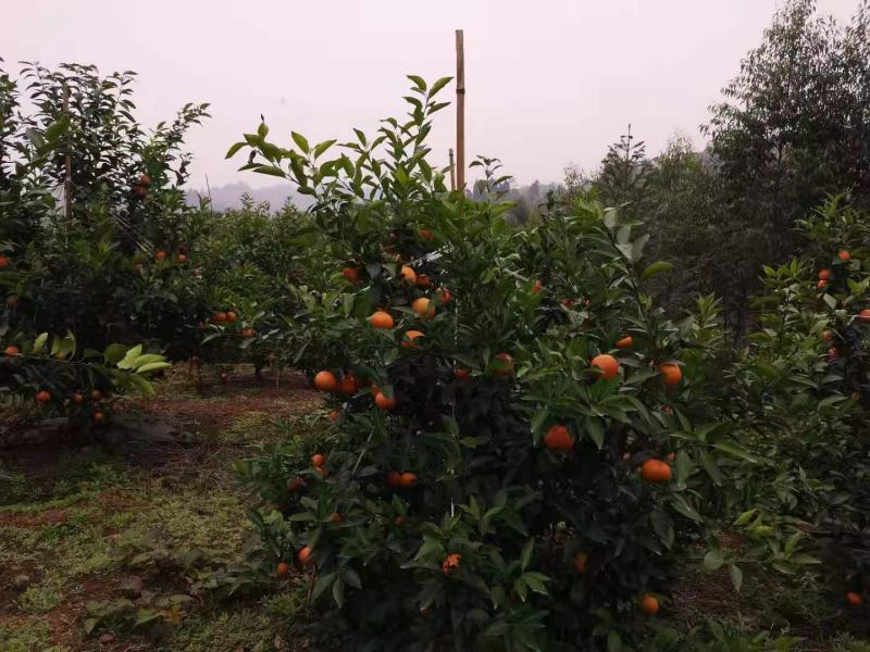 产地直供精品沃柑果面漂亮口感纯甜货源充足欢迎老板下单联系