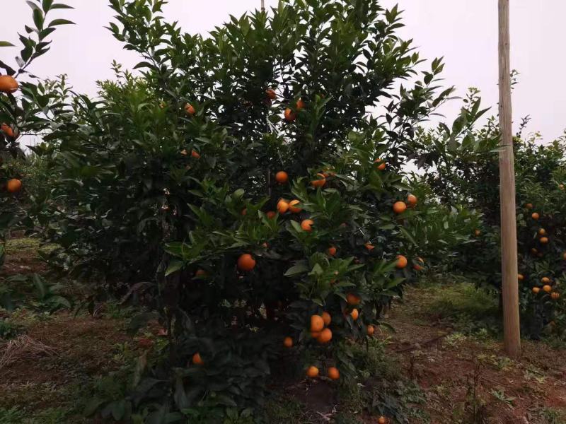 产地直供精品沃柑果面漂亮口感纯甜货源充足欢迎老板下单联系
