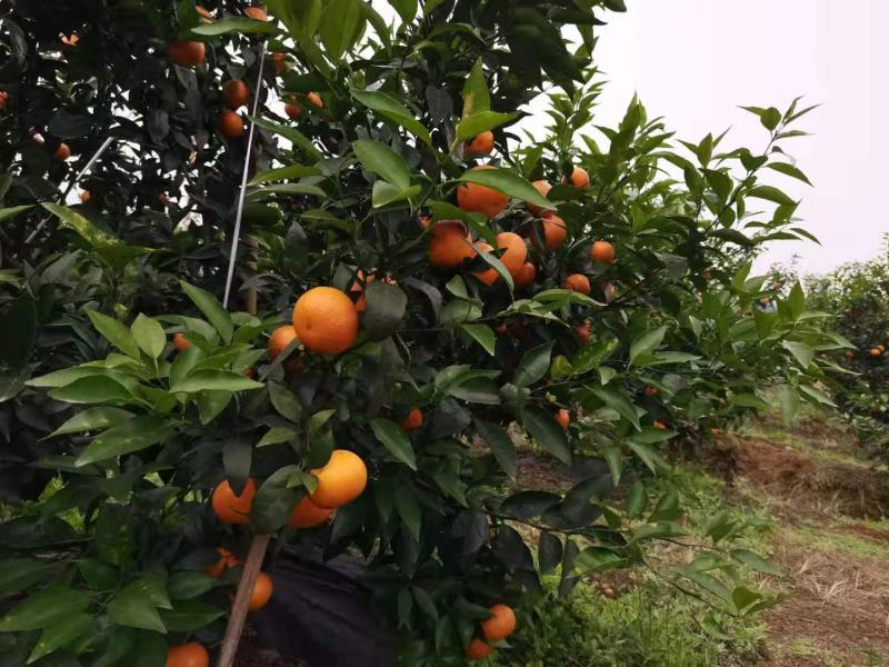 产地直供精品沃柑果面漂亮口感纯甜货源充足欢迎老板下单联系