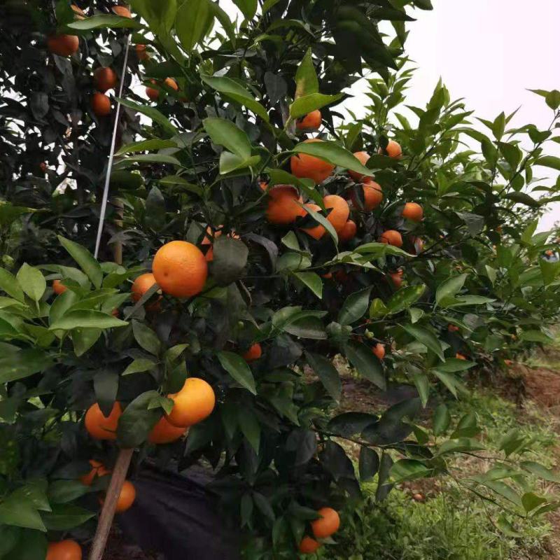 产地直供精品沃柑果面漂亮口感纯甜货源充足欢迎老板下单联系