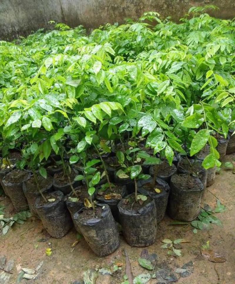 新采黄花梨种子正宗海南黄花梨种子降香黄檀种子花梨木树