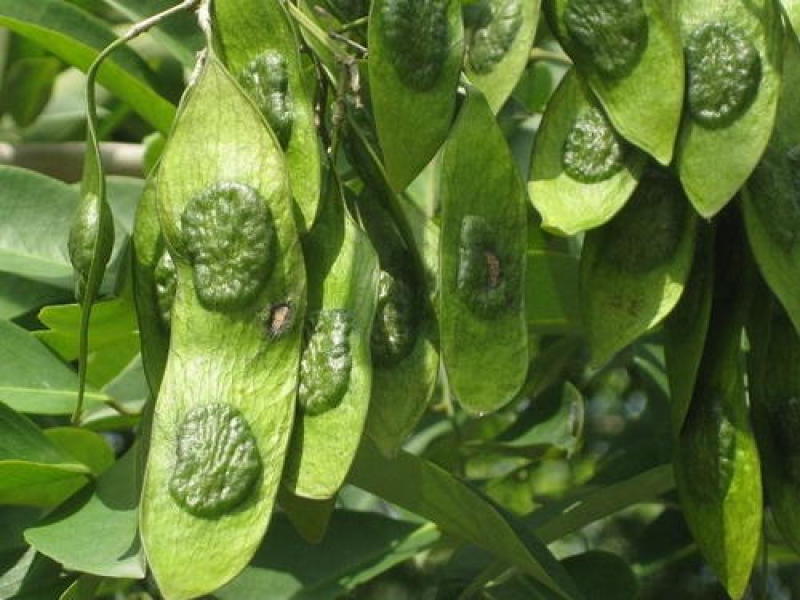 新采黄花梨种子正宗海南黄花梨种子降香黄檀种子花梨木树