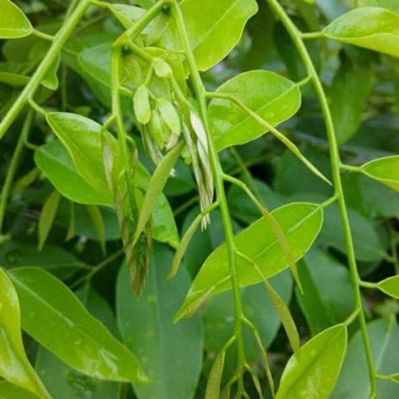 新采黄花梨种子正宗海南黄花梨种子降香黄檀种子花梨木树