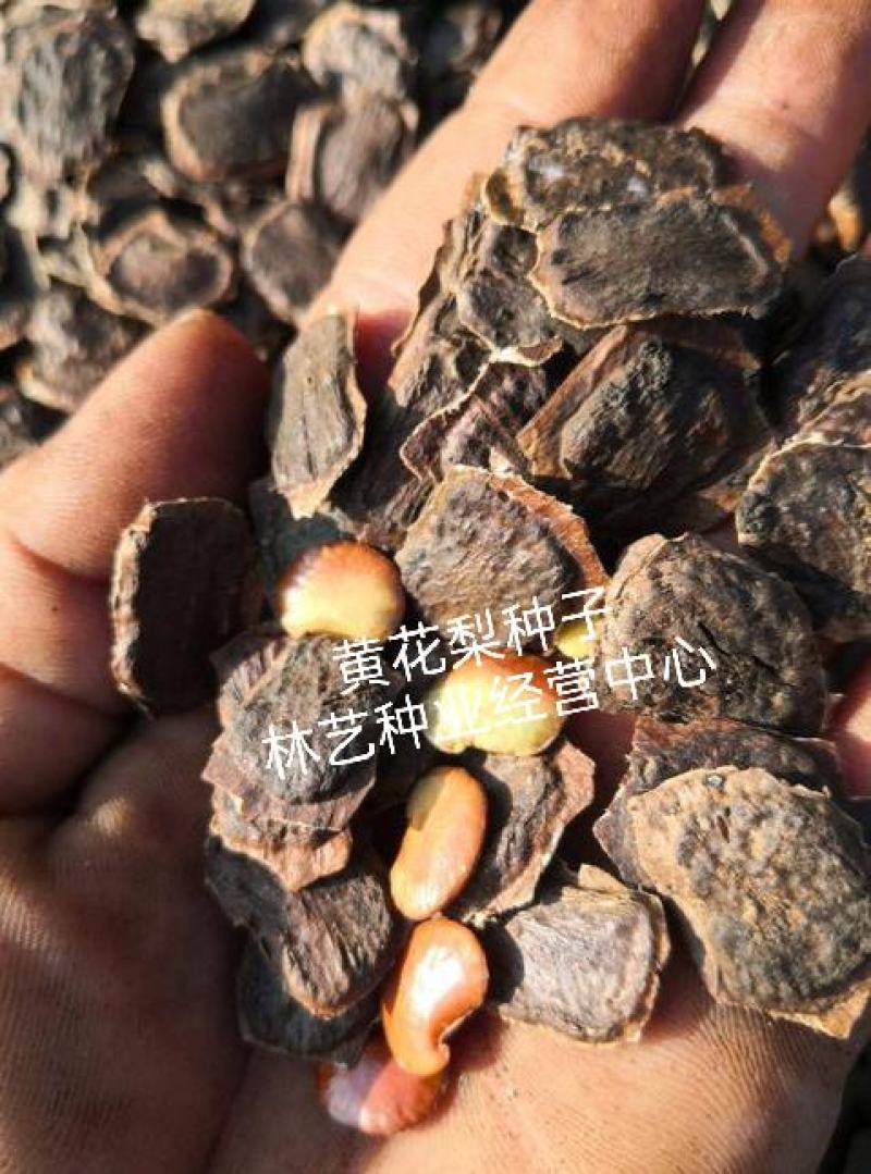 新采黄花梨种子正宗海南黄花梨种子降香黄檀种子花梨木树