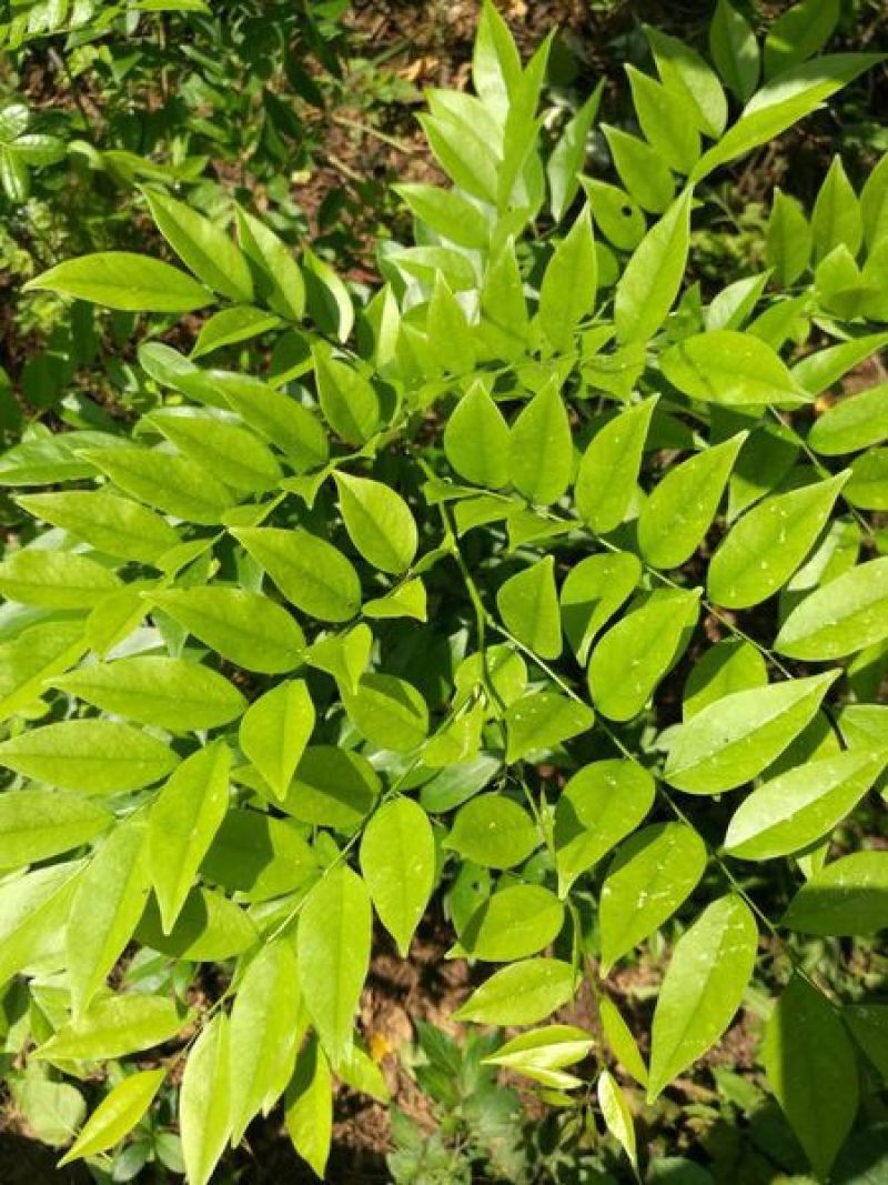 新采黄花梨种子正宗海南黄花梨种子降香黄檀种子花梨木树