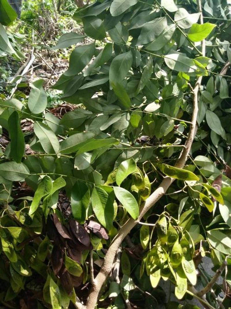 新采黄花梨种子正宗海南黄花梨种子降香黄檀种子花梨木树