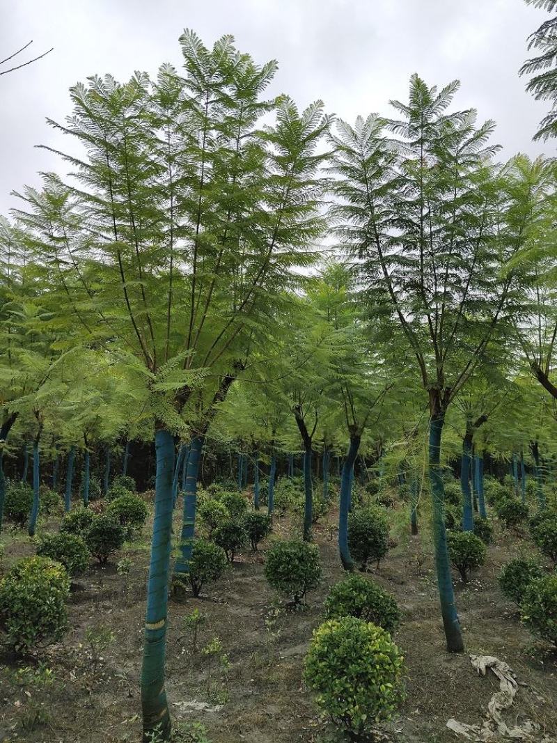 蓝花楹，蓝雾树，紫云木，四川蓝花楹价格，成都蓝花楹批发