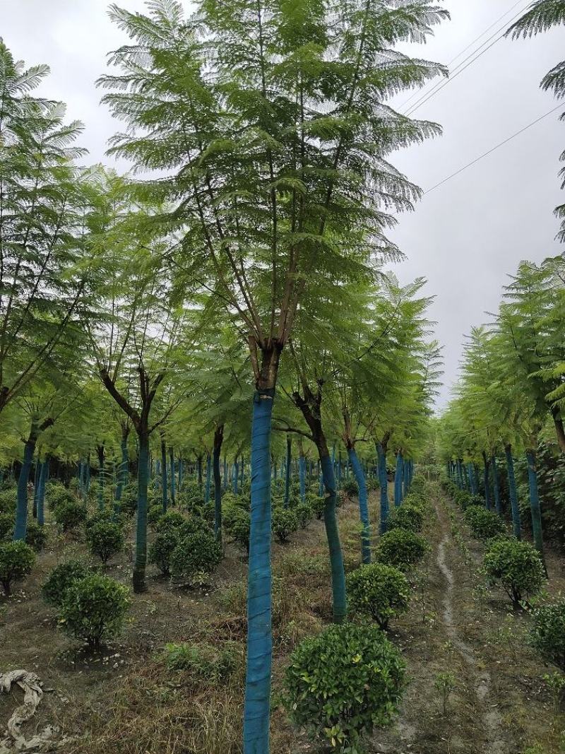 蓝花楹，蓝雾树，紫云木，四川蓝花楹价格，成都蓝花楹批发