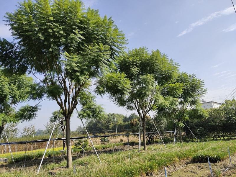 蓝花楹，蓝雾树，紫云木，四川蓝花楹价格，成都蓝花楹批发