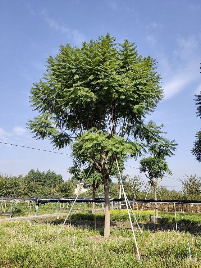 蓝花楹，蓝雾树，紫云木，四川蓝花楹价格，成都蓝花楹批发