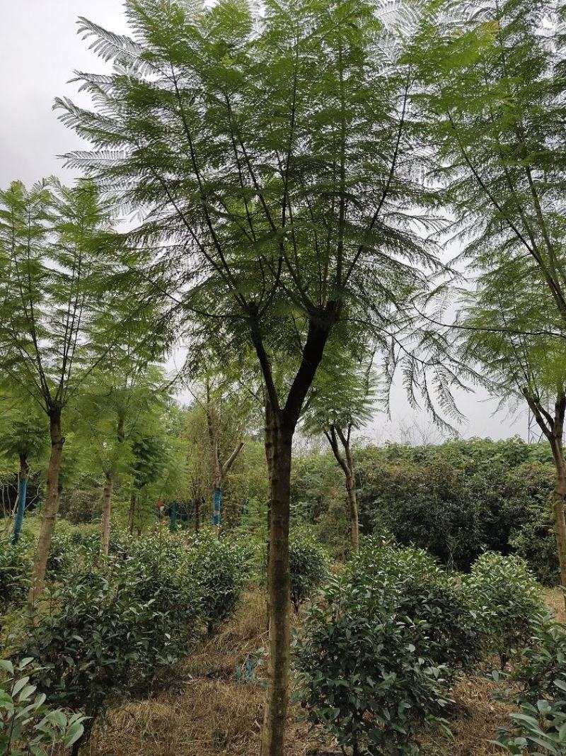 蓝花楹，蓝雾树，紫云木，四川蓝花楹价格，成都蓝花楹批发
