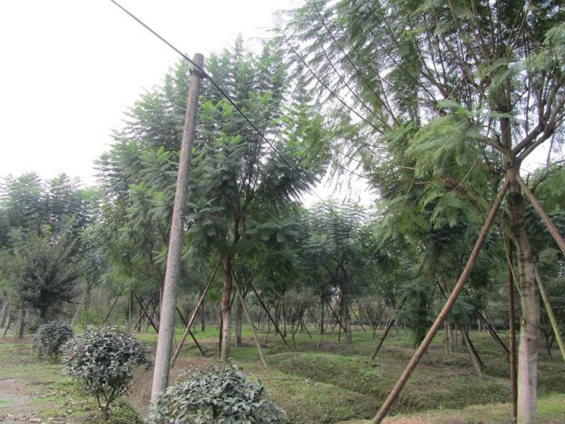 蓝花楹，蓝雾树，紫云木，四川蓝花楹价格，成都蓝花楹批发