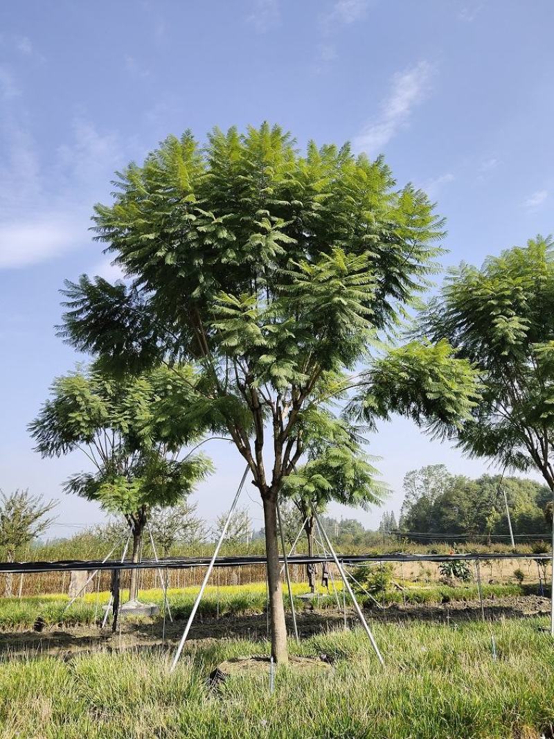 蓝花楹，蓝雾树，紫云木，四川蓝花楹价格，成都蓝花楹批发