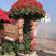 三角梅盆景泰国五雀各种造型规格别墅庭院景观园林