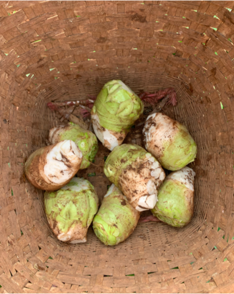 四川大头菜，芥菜基地大量供应产品，货源充足有需要的欢联系