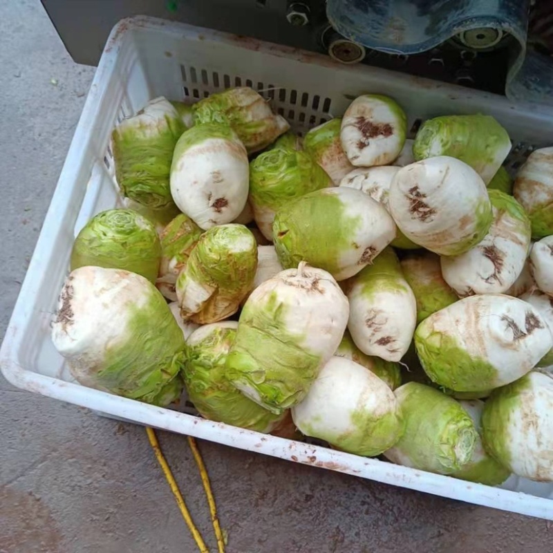 四川大头菜，芥菜基地大量供应产品，货源充足有需要的欢联系