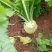 四川大头菜，芥菜基地大量供应产品，货源充足有需要的欢联系