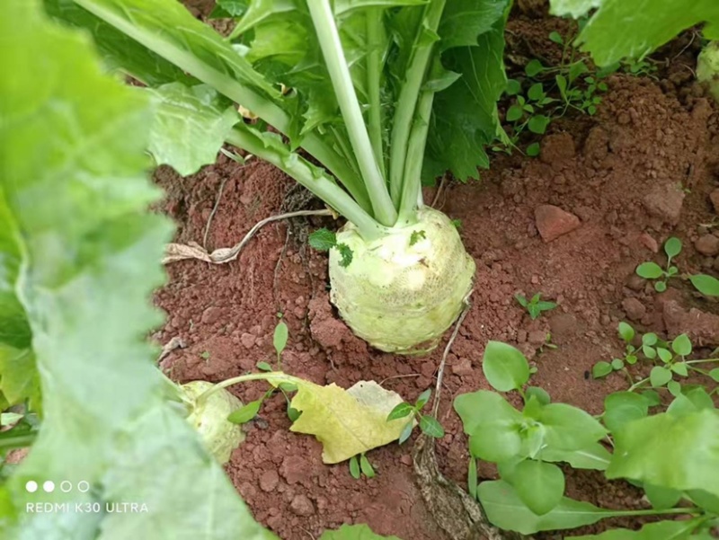 四川大头菜，芥菜基地大量供应产品，货源充足有需要的欢联系