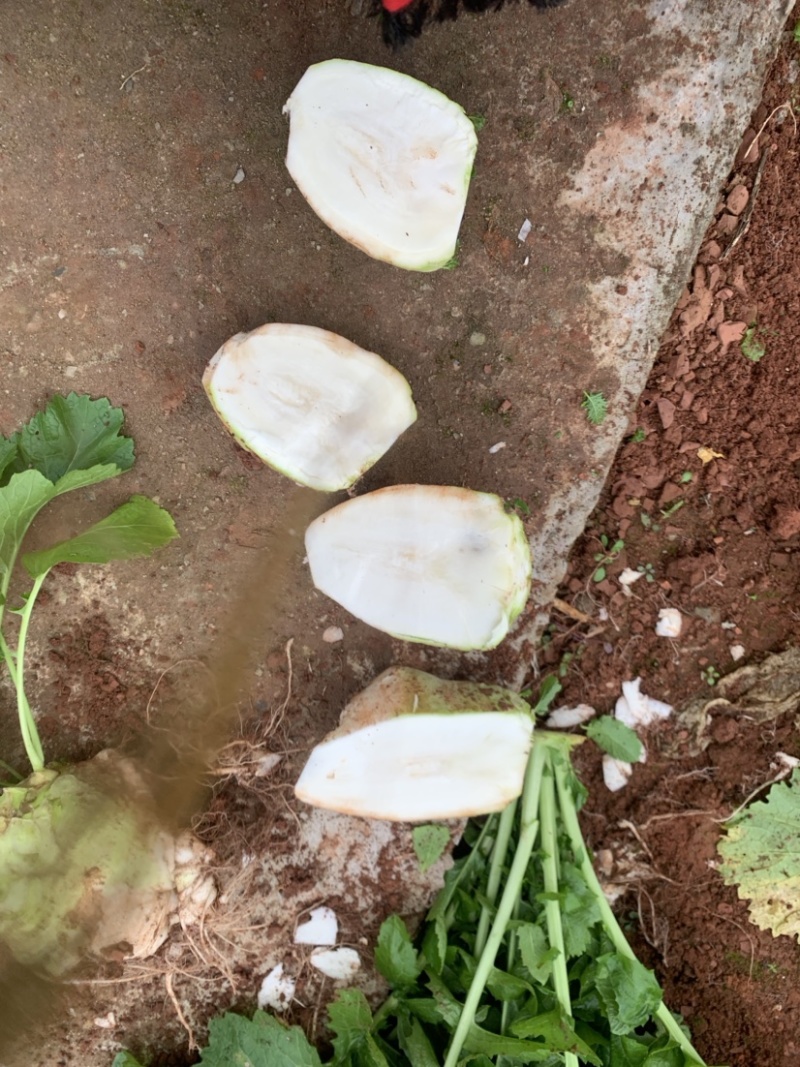四川大头菜，芥菜基地大量供应产品，货源充足有需要的欢联系