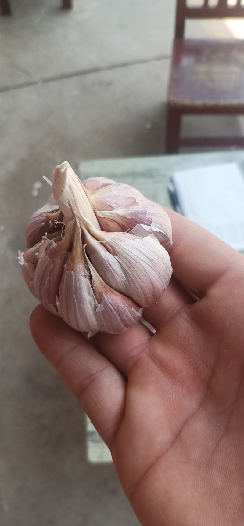 红根高产四季蒜苗种子，产地直供，欢迎来电咨询