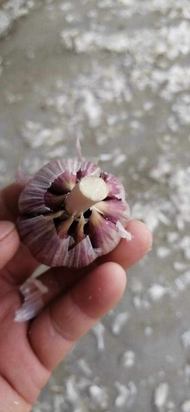 红根高产四季蒜苗种子，产地直供，欢迎来电咨询