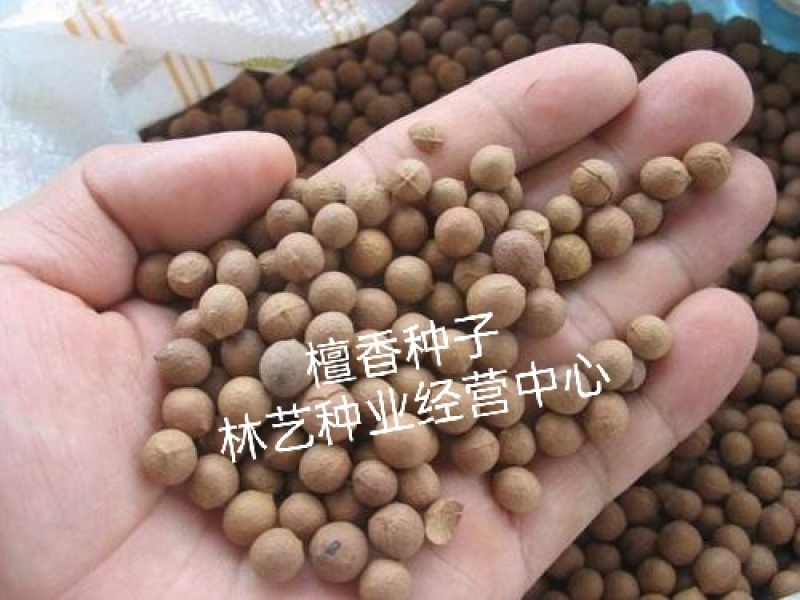 新采檀香种子浴香种子树种子园林绿化林木种子