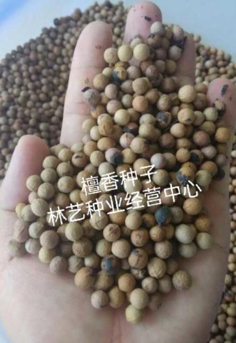 新采檀香种子浴香种子树种子园林绿化林木种子