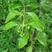 新采檀香种子浴香种子树种子园林绿化林木种子