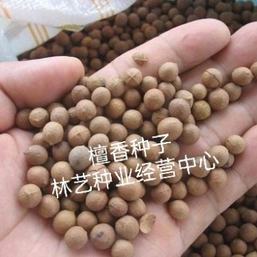 新采檀香种子浴香种子树种子园林绿化林木种子