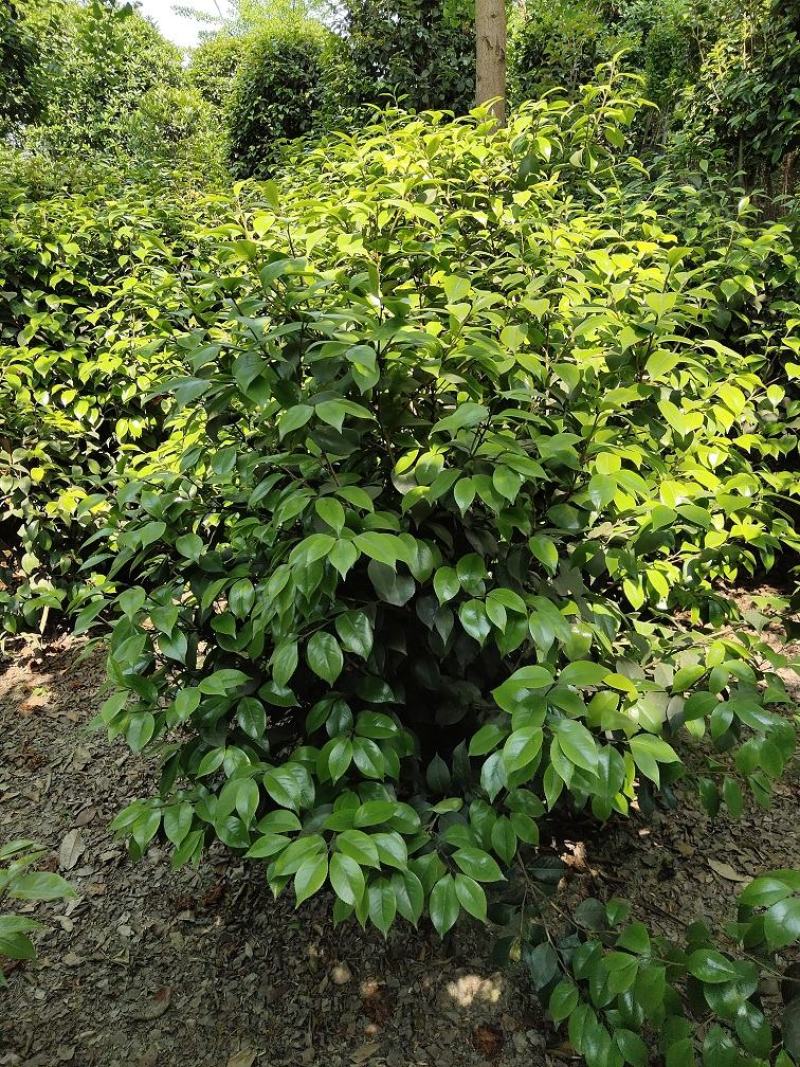 茶花，山茶，茶花球，茶花基地，四川茶花价格，成都茶花批发