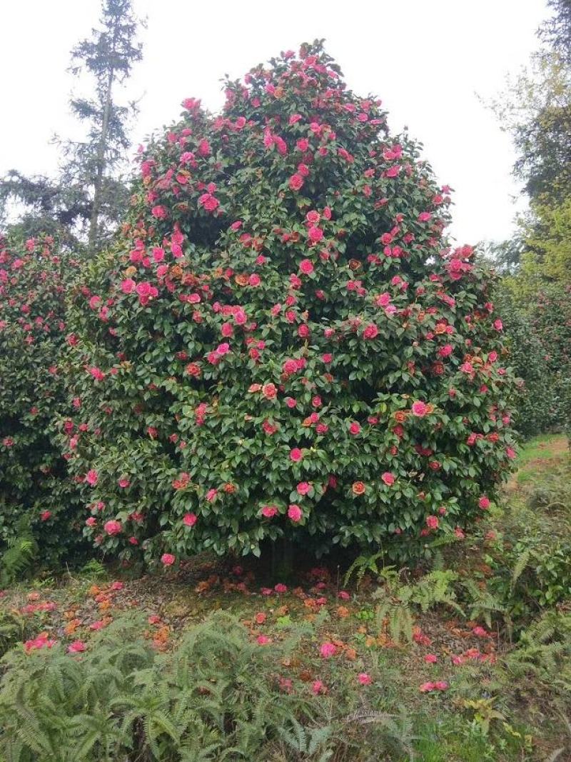 茶花，山茶，茶花球，茶花基地，四川茶花价格，成都茶花批发